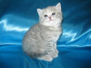 Продаются Шотландские котята (вислоухий котик и прямоухая кошечка).
