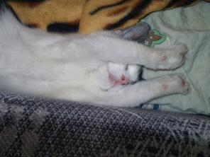 Отдаётся котёнок.