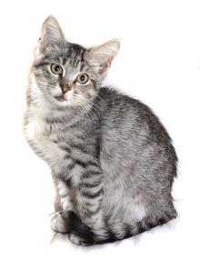 Котёнок в дар! Вискас, 5 мес.
