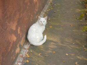 Белоснежный котик ищет дом!