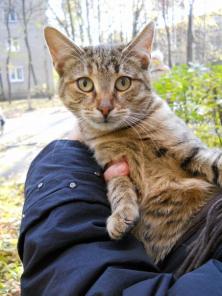 Кошечка ищет дом!
