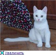 Две белоснежные сестрички кошечки Нюшечки,4 месяца.В добрые руки.