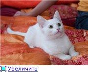 Две белоснежные сестрички- кошечки Нюшечки,4 месяца.В добрые руки.
