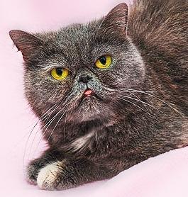 Экзотическая кошка Плюшенция