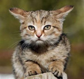 Котёнок в дар! Движуха, ок. 2 мес.