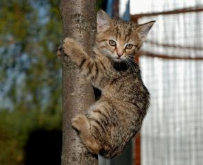 Котёнок в дар! Движуха, ок. 2 мес.