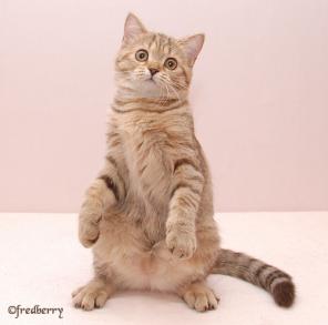 Британский котенок шоколадное пятно