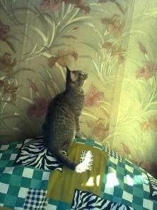 КОТЕНОК