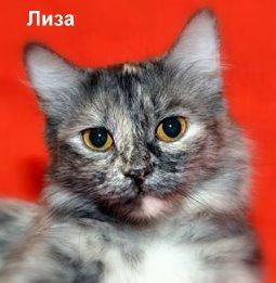 В дар изящная кошка Лиза , интересный окрас...