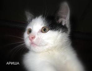 В дар малышка Ариша - котенок - "доминошка"