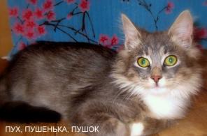В дар котенок Пух, смешной, веселый, ласковый пацан