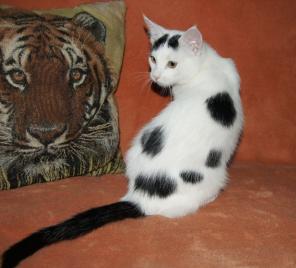Кот Долматин!