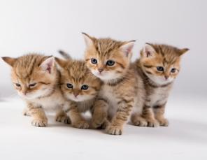 Золотые британские котята