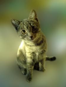 Котеночек
