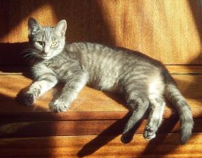 Котеночек