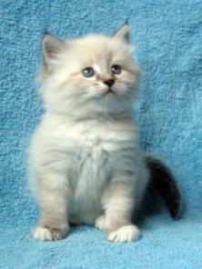 Котята - Невский Маскарад!
