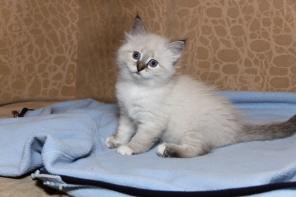 Невские маскарадные кошечки