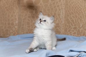 Невские маскарадные кошечки
