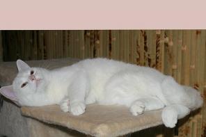 Британский плюшевый котик Камео окраса (кремовая шиншилла, глаза ореховые).