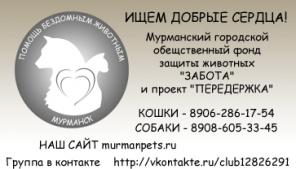 Выбери лохматого друга по интернету в Мурманске.