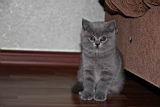 британские котята