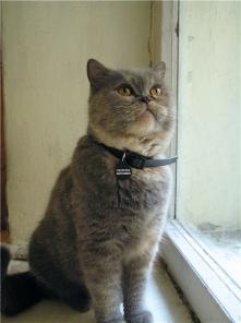 Экзотическая короткошерстная кошка