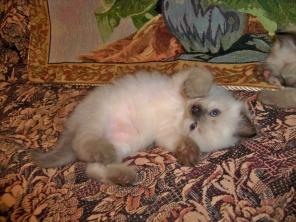 Невский котёнок с родословной