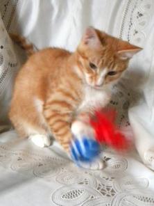 Игривый и весёлый котёнок в добрые руки!