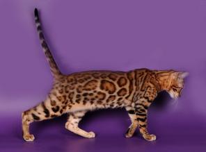 Бенгальские котята!