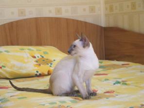 Сиамский котенок современного типа
