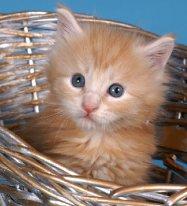 Продажа котят породы мейн-кун