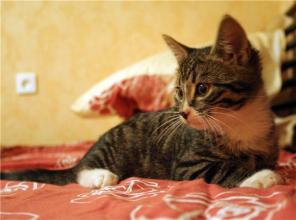 Котенок Карлуша ищет дом.