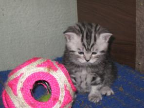 Шотландские котята мраморного окраса