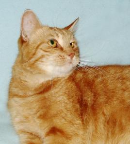 Рыжий котик Лео ищет дом.