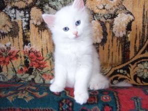 продам белого котика