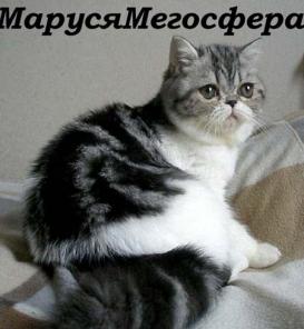 Би-колорная экзотическая кошечка
