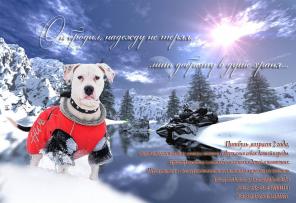 Молодой питбуль Тайгер (2года) в ДАР