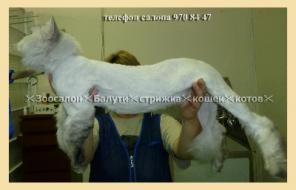 Стрижка кота в колтунах,стрижка кошек,котят 960р.Акция в январе!