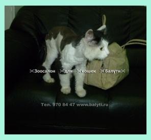 Стрижка кота в колтунах,стрижка кошек,котят 960р.Акция в январе!