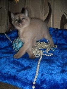 Тонкинские котята