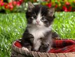 Красивые котятки в дар