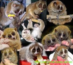 �������  ������� ����