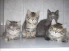 Породистые котята в дар