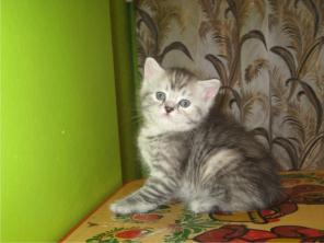 продам красивых котят
