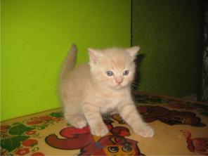 продам красивых котят