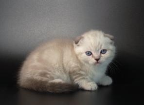 Шотландские котята шоу и брид класса