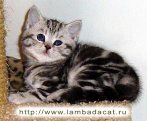 Британские котята продается