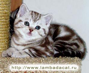 Британские котята продается