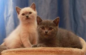 Британские котики