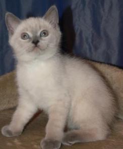 Британские котики